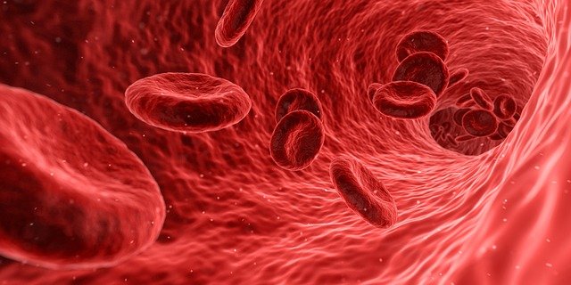 血管の中を流れる白血球